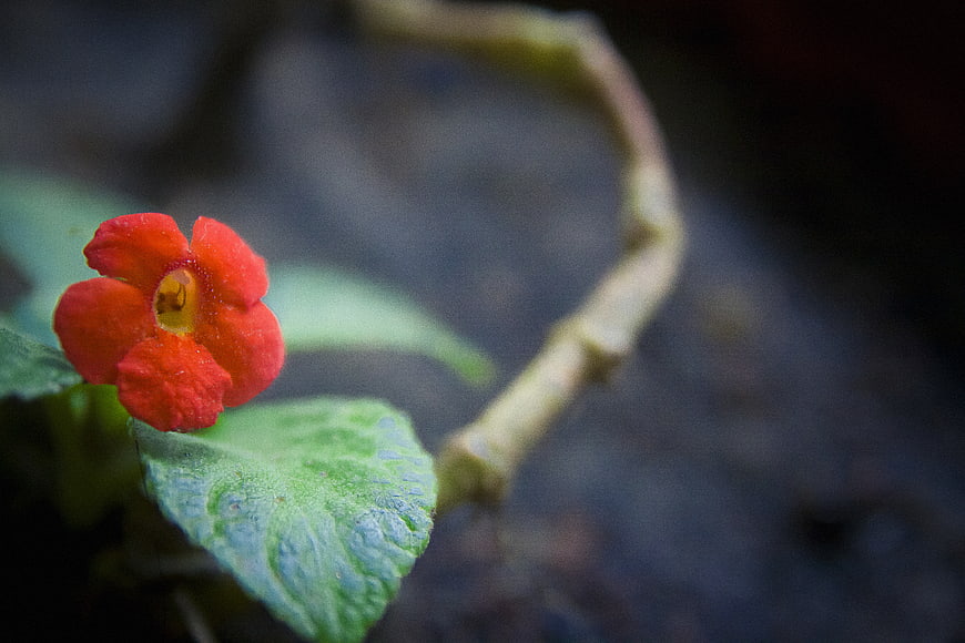 Close-up of vibrant red flower with green leaf