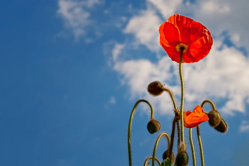 Red Poppy Flower Against Blue Sky