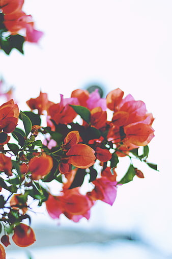 Vibrant Orange and Pink Bougainvillea Flowers Against White Sky