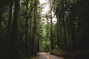 Lone Hiker Walking on Winding Road Through Giant Redwood Forest