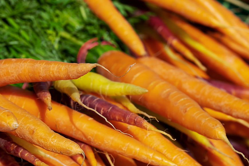 Close-up of fresh heirloom carrots with green tops