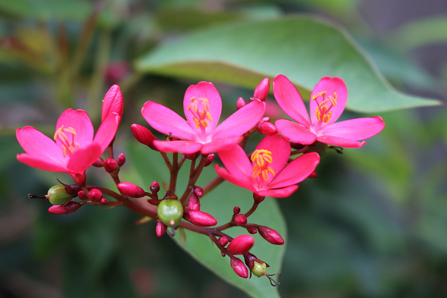 Vibrant Pink Quisqualis Indica Flowers Close-Up
