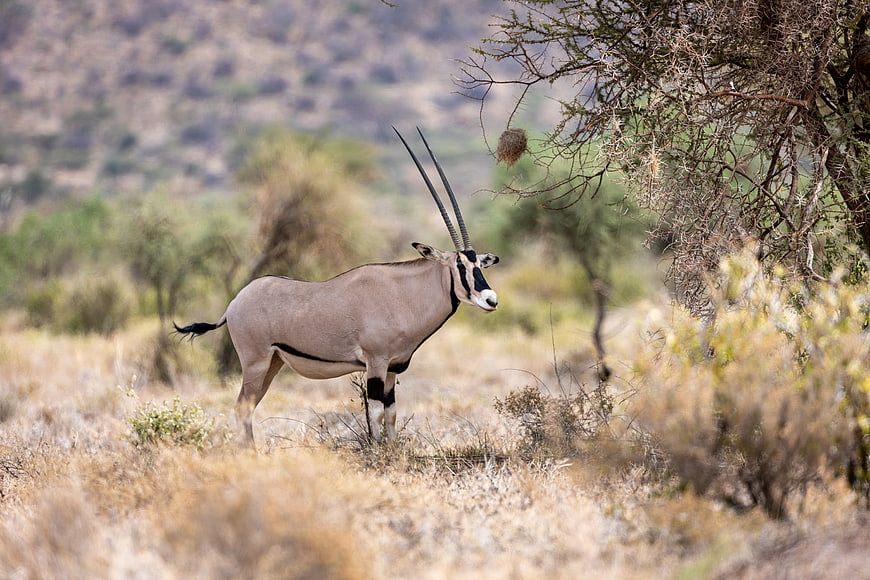 Oryx Antelope Standing in Dry African Savanna Landscape