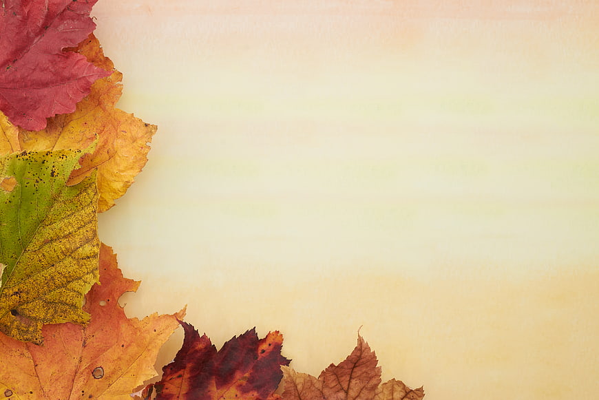 Autumn Leaves Flat Lay Background with Copyspace