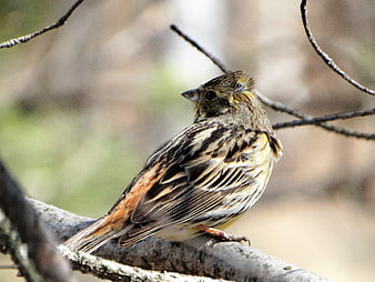 Close-up of a small brown bird perched on a branch
