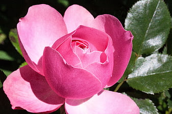 Close-up of a vibrant pink rose in sunlight