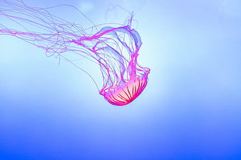 Glowing Pink Jellyfish Swimming in Blue Water