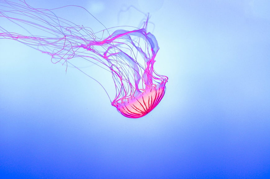 Glowing Pink Jellyfish Swimming in Blue Water