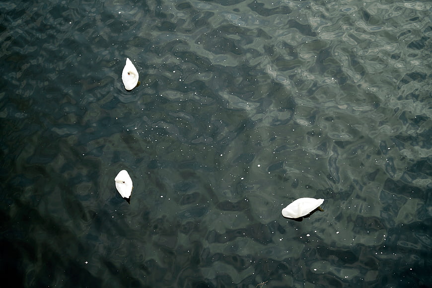 White petals floating on dark rippling water surface
