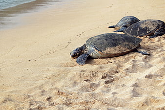 Sea Turtles Resting on Sandy Beach Shoreline