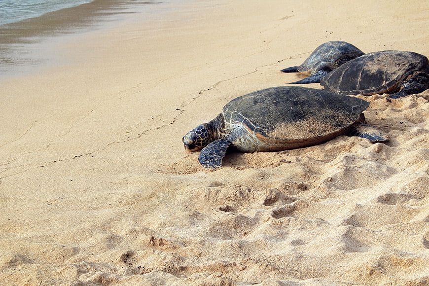 Sea Turtles Resting on Sandy Beach Shoreline