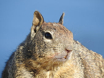 Close-up portrait of a ground squirrel against blue sky