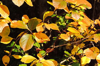 Sunlit autumn leaves on branches with golden yellow foliage