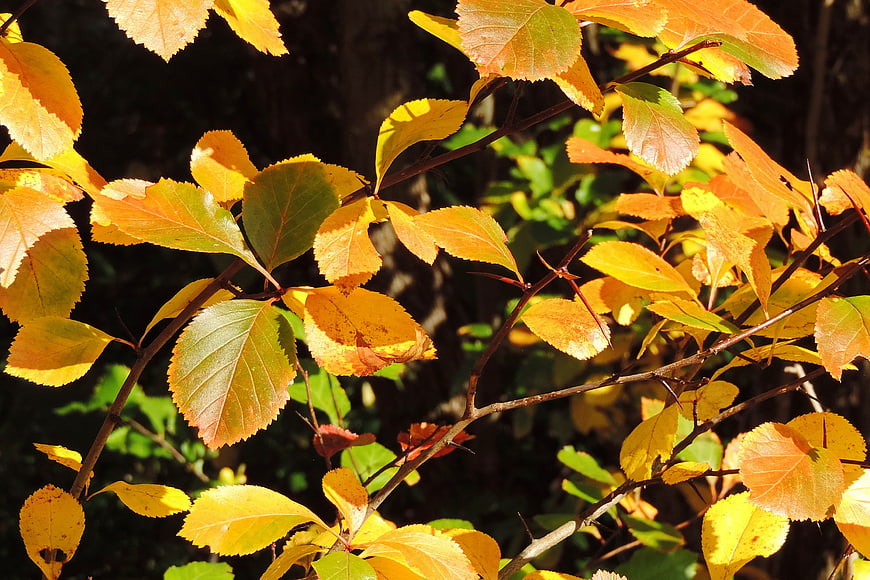 Sunlit autumn leaves on branches with golden yellow foliage