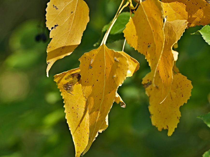 Close-up of yellowing poplar leaves in autumn sunlight