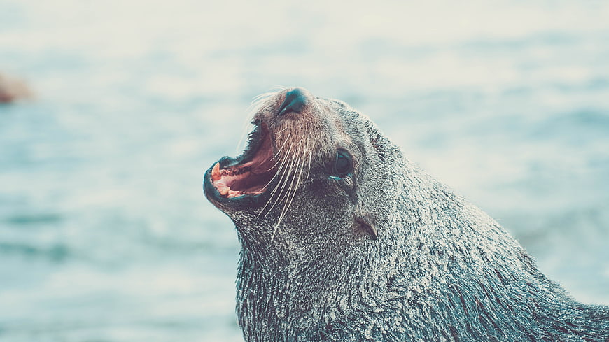Close-up of a yawning harbor seal with mouth open