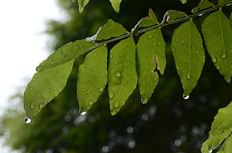 Green leaves with water droplets after rain