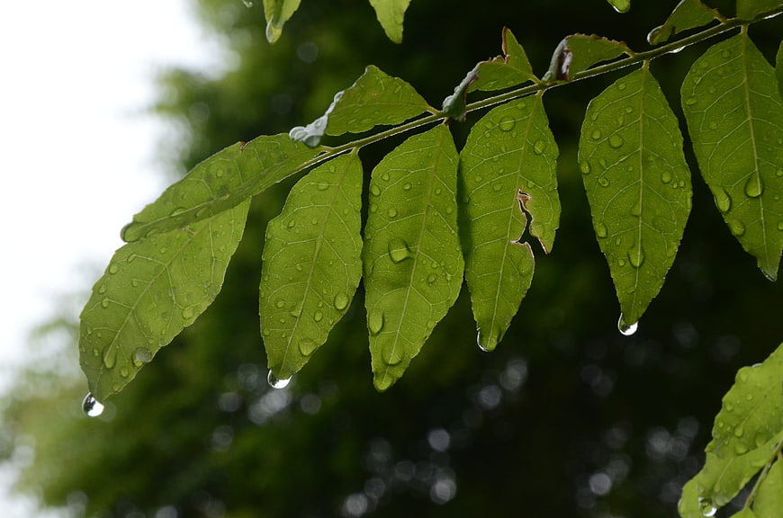 Green leaves with water droplets after rain