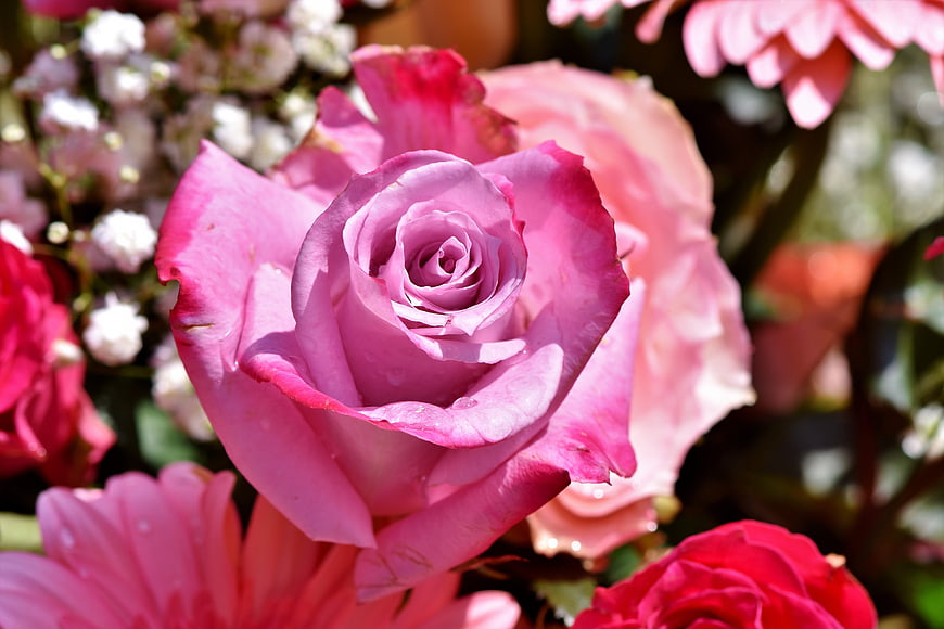 Close-up of vibrant pink rose with water droplets