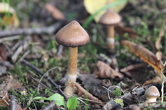 Close-up of brown mushroom in forest floor