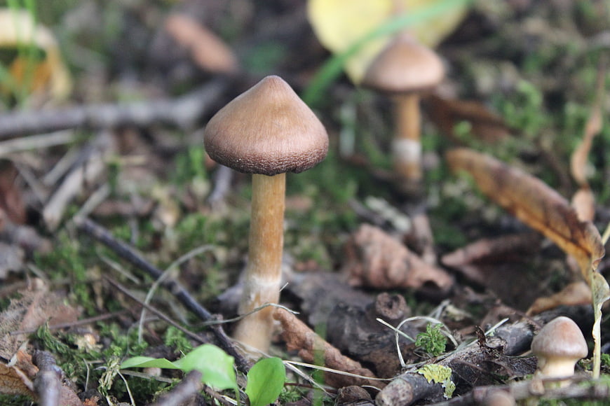 Close-up of brown mushroom in forest floor