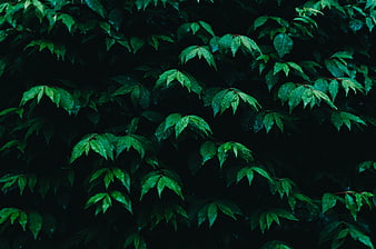 Dark Moody Green Leaves with Raindrops on Black Background