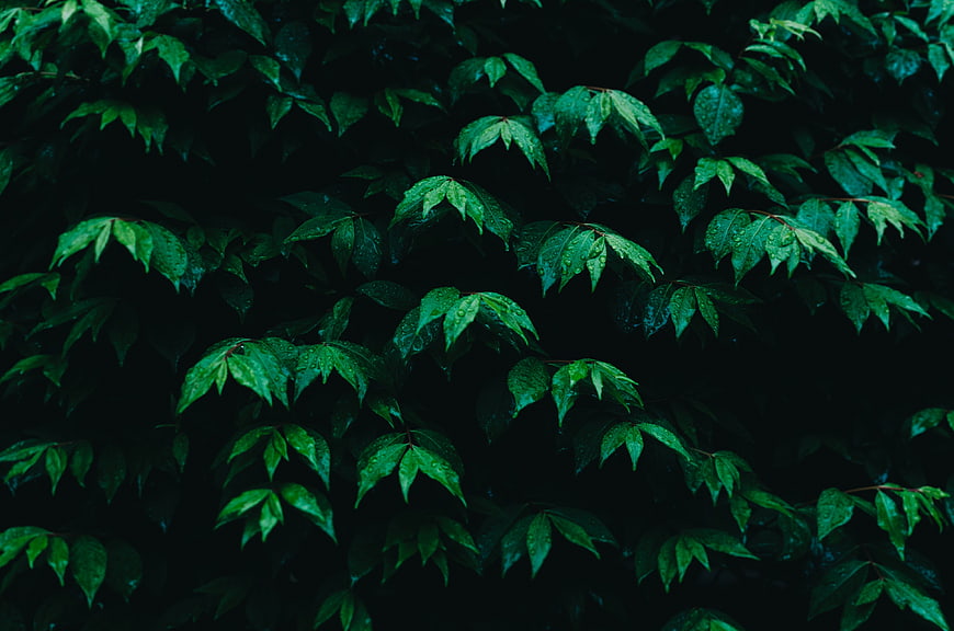 Dark Moody Green Leaves with Raindrops on Black Background