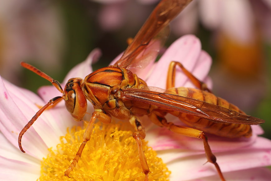 Close-up of a Paper Wasp on a Pink Flower