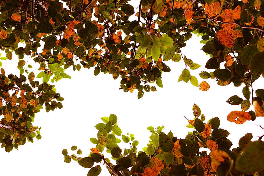 Autumn Tree Leaves Framing White Sky Background