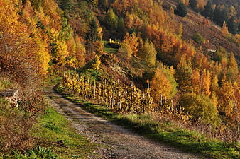 Winding gravel path through autumn vineyard with golden foliage
