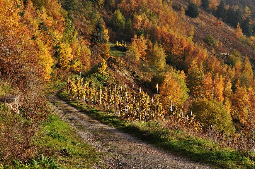 Winding gravel path through autumn vineyard with golden foliage