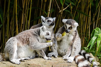 Ring-tailed Lemurs Eating Leaves on a Rock