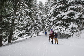 Winter Horseback Riding in Snowy Forest