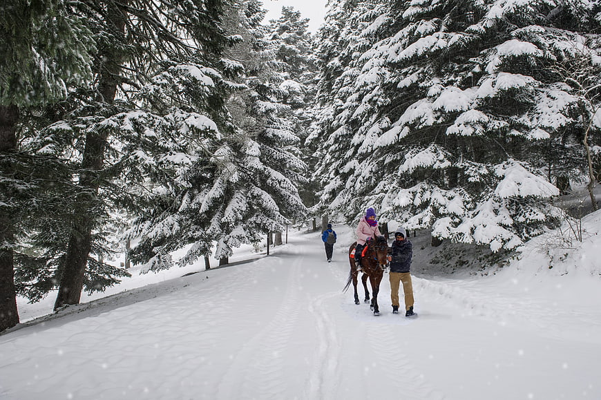 Winter Horseback Riding in Snowy Forest