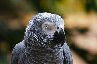 Close-up portrait of an African Grey Parrot with sharp focus