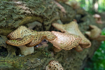 Close-up of wild mushrooms growing on a tree trunk in a forest