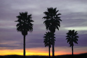 Silhouetted Palm Trees Against Vibrant Sunset Sky