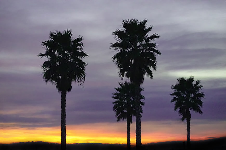 Silhouetted Palm Trees Against Vibrant Sunset Sky