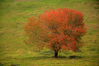 Lone Red Tree on Green Hillside in Autumn