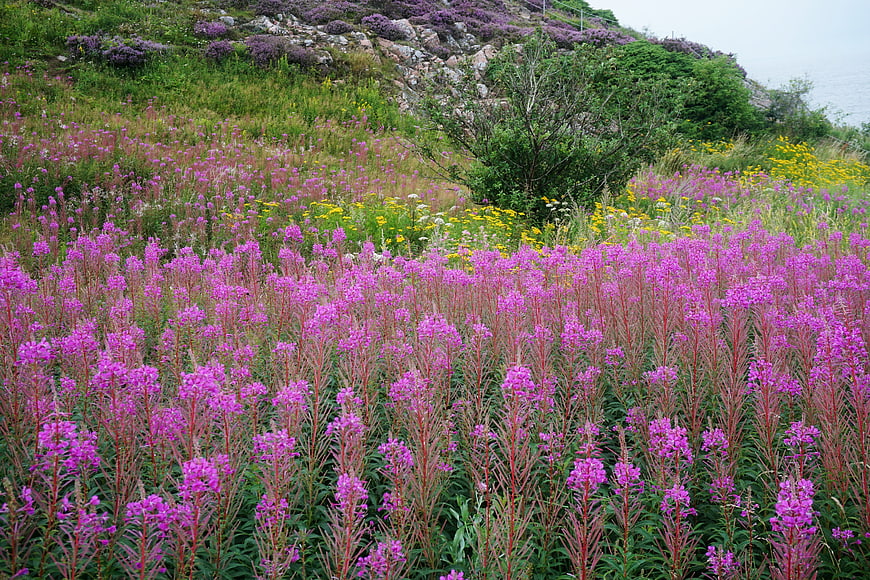 Vibrant purple fireweed meadow with yellow wildflowers on rocky hillside