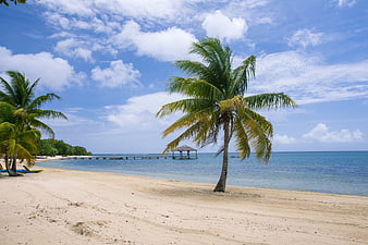 Tropical Beach Scene With Palm Trees And Ocean View