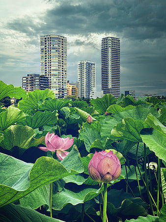 Pink Lotus Flowers in Urban Pond with City Skyline