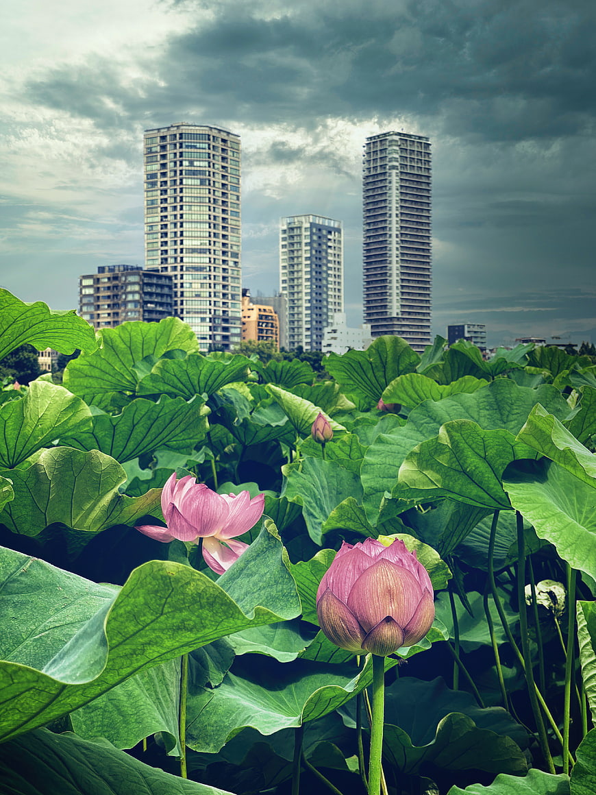 Pink Lotus Flowers in Urban Pond with City Skyline