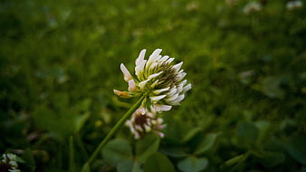 Close-up of a white clover flower in a green field