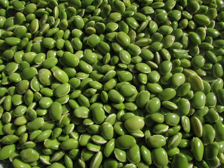 Close-up of Fresh Green Mung Beans