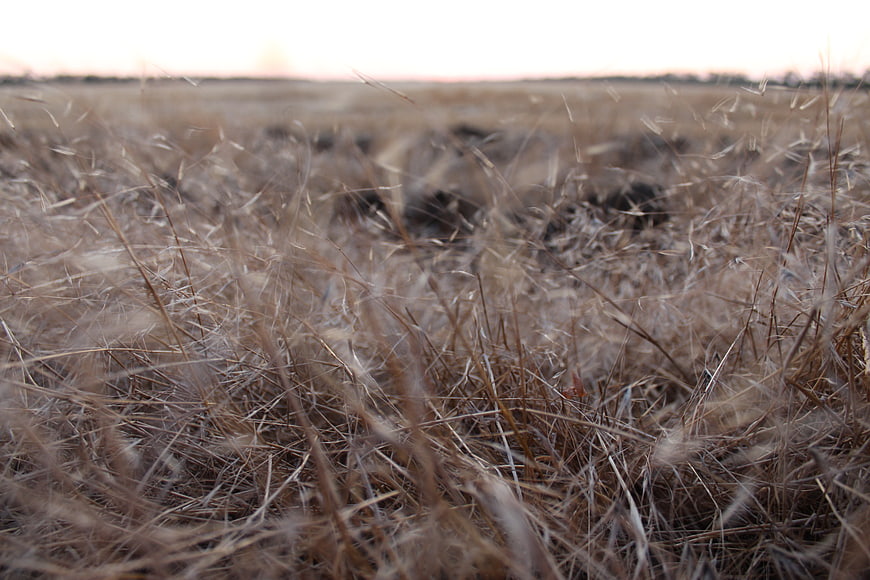 Close-up of dry grass field at sunset