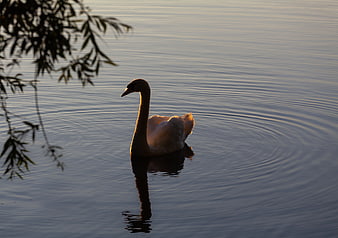 Silhouette of a Swan Swimming in Calm Water at Sunrise