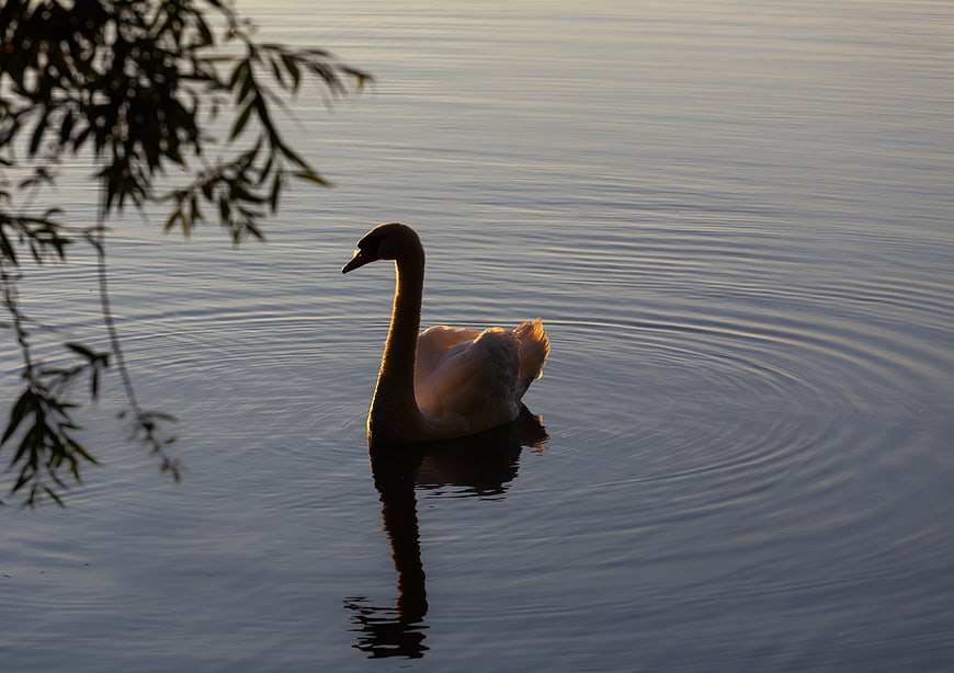 Silhouette of a Swan Swimming in Calm Water at Sunrise