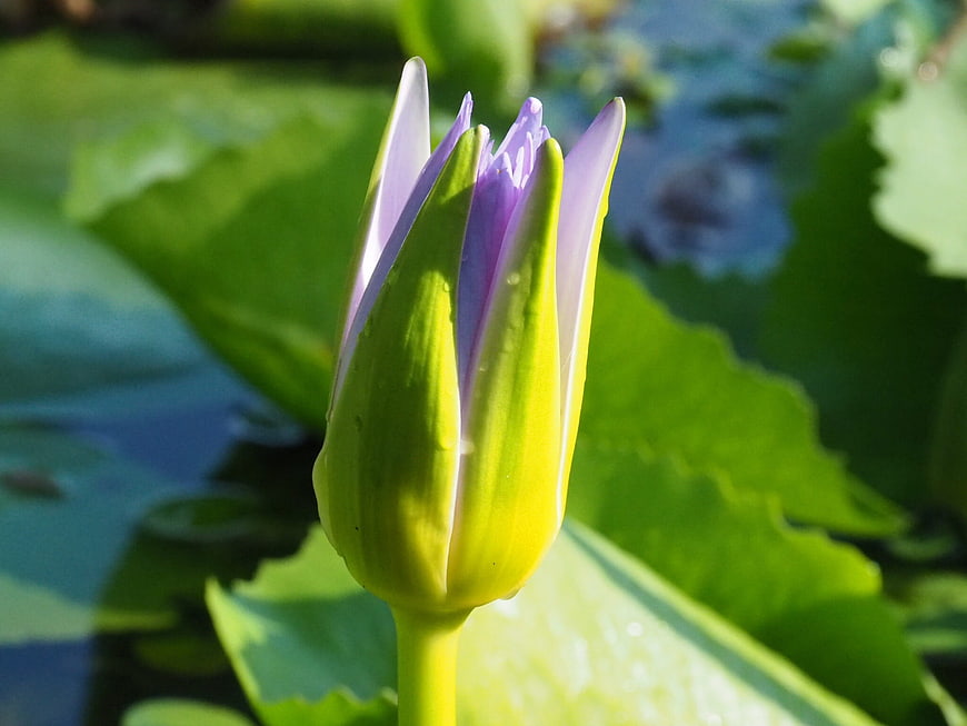 Close-up of purple water lily bud on green lily pad