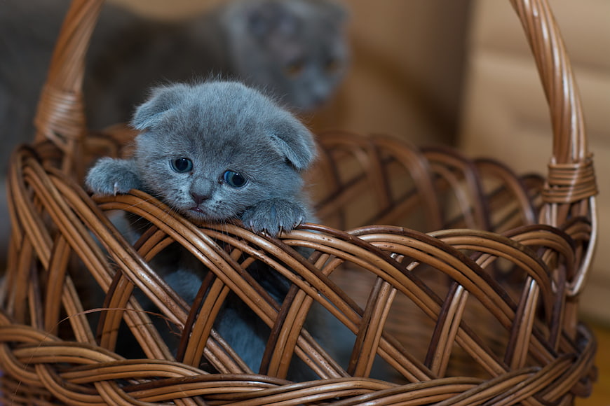 Adorable gray Scottish Fold kitten in a wicker basket